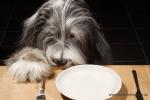 1311037841_dog-foods-2.jpg 1311037841_dog-foods-2.jpg