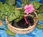 Ассон Ари Унара Валери.jpg Ассон Ари Унара Валери.jpg