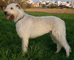 220px-irish_wolfhound_giaccomo.jpg