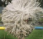 83082xcitefun-mop-dog-10.jpg