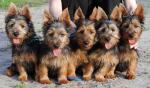 australian-terrier.jpg australian-terrier.jpg