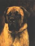 b_wardle_mastiff.jpg