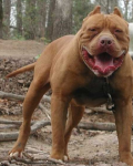 bandog_3.png bandog_3.png