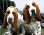 basset4.jpg