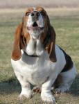 basset6.jpg