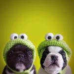 beanie-cap-cute-dog-dogs-favim.com-244742.jpg beanie-cap-cute-dog-dogs-favim.com-244742.jpg