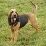 breeds_23_4879081.jpg breeds_23_4879081.jpg