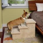 brown-and-white-dog-stairs.jpg brown-and-white-dog-stairs.jpg