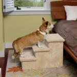 brown-and-white-dog-stairs.jpg