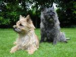 cairn-terrier-01.jpg cairn-terrier-01.jpg