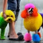 chinese-dog-dying-poodle-dyed-150x150.jpg chinese-dog-dying-poodle-dyed-150x150.jpg