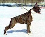 deutsch-boxer4.b2.jpg deutsch-boxer4.b2.jpg