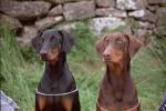 doberman05.jpg doberman05.jpg