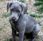 dog.png dog.png