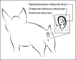 dog_anal.gif dog_anal.gif