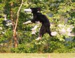 dogfrizbee2.jpg dogfrizbee2.jpg
