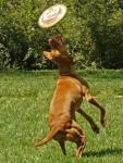 dogfrizbee3.jpg dogfrizbee3.jpg