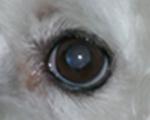 глаз собаки