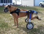 dogs_04.jpg dogs_04.jpg