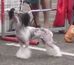 dogs_491d8ed5675d60a444fc4b2c7f19524c.jpg dogs_491d8ed5675d60a444fc4b2c7f19524c.jpg