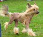 dogs_b6236327fffc0215adc02e4ec7e8944a.jpg dogs_b6236327fffc0215adc02e4ec7e8944a.jpg