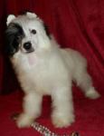 dogs_f058dd7d35393d2b01594c20f92b125f.jpg dogs_f058dd7d35393d2b01594c20f92b125f.jpg