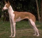 faraon_dog2.jpg faraon_dog2.jpg