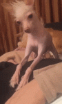 gif4385.gif gif4385.gif