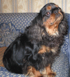 kavakl_spaniel.gif kavakl_spaniel.gif