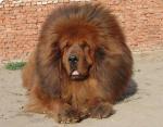 levdog1.jpg levdog1.jpg