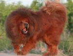 levdog2.jpg levdog2.jpg