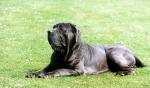 neopolitan-mastiff1.jpg neopolitan-mastiff1.jpg