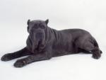 neopolitan-mastiff2.jpg neopolitan-mastiff2.jpg
