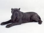 neopolitan-mastiff2.jpg