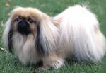 pekines.jpg pekines.jpg