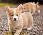 pembroke-welsh-corgi-puppies-play-at-black-gravel_1.jpg