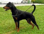 pinscher_aleman_standar.jpg