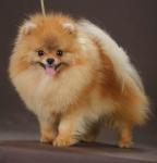 pomeranskiy_shpits.jpg pomeranskiy_shpits.jpg