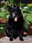 schipperke1.jpg