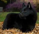 schipperke2.jpg