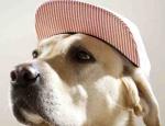 thomashoedholt-dogswithcaps.002.jpg thomashoedholt-dogswithcaps.002.jpg