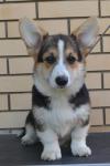 unique-welsh-corgi-pembroke-puppy-06.jpg