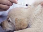 Собака после прививки