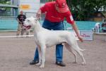 Монопородная выставка DOGO ARGENTINO в июне 2010г. в г.Новосибирск