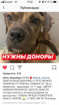 Нужны доноры крови для собаки!!! Москва