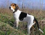 Estonian Hound