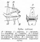 Как определить возраст щенка?