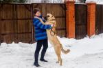 Редкая и древняя порода собак - Анатолийский Карабаш