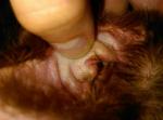 Ушные клещи. Помощь в том чтобы поставить диагноз