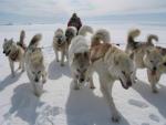 Гренладская собака в упряжке